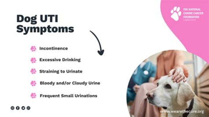 How long does a UTI last in a dog?