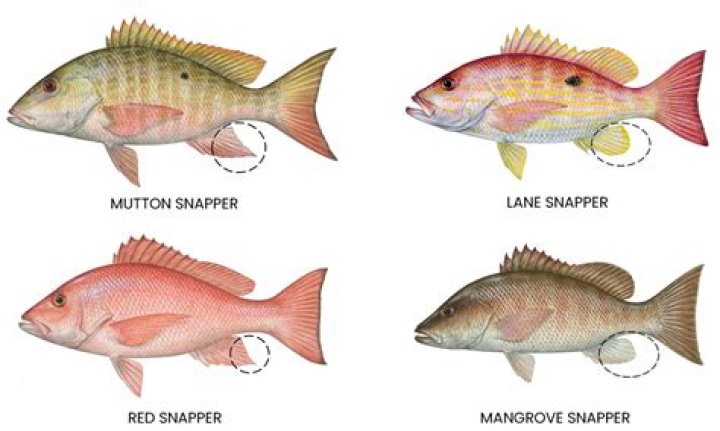 How much is red snapper a pound in Florida?