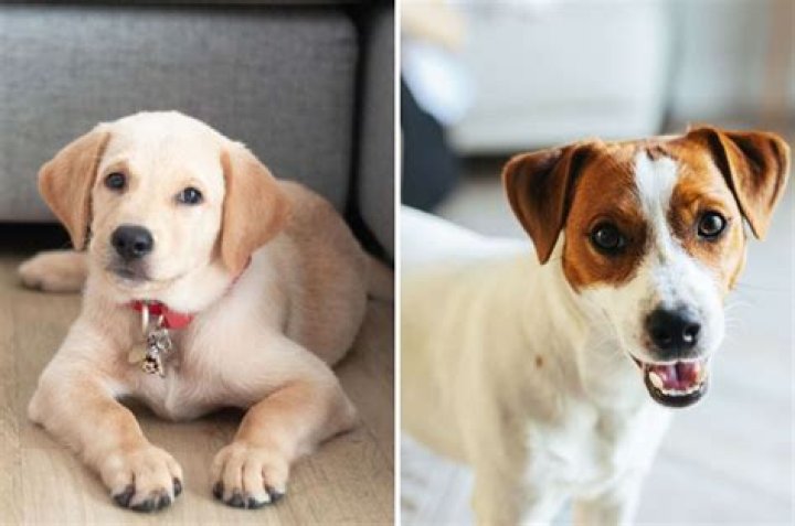 How old do Jack Russell mix live?