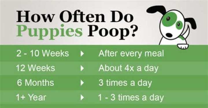 How soon after eating do dogs poop?