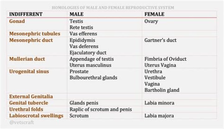 Is a Dove a male or female?