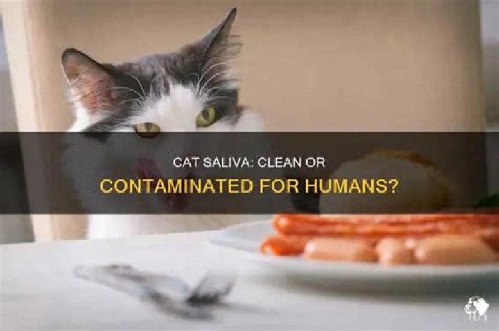 Is cat saliva harmful to humans?