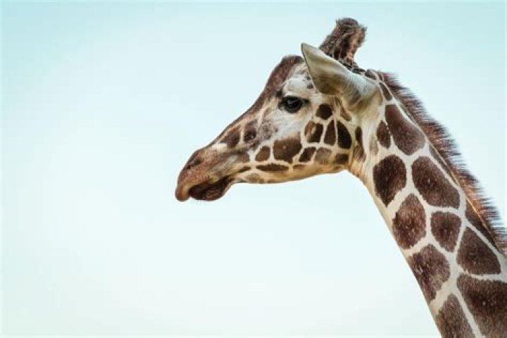 Is giraffe kosher?
