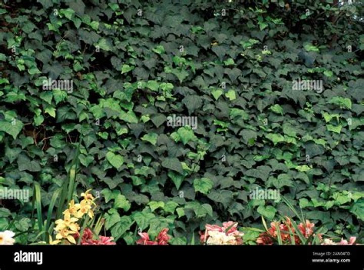 Is ground ivy a good ground cover?