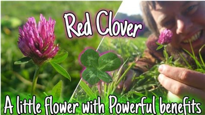 Is red clover good for anxiety?