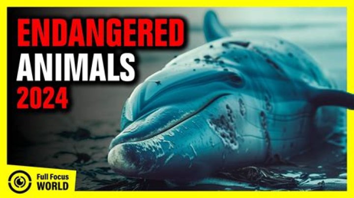 Is there a dead animal in my wall?