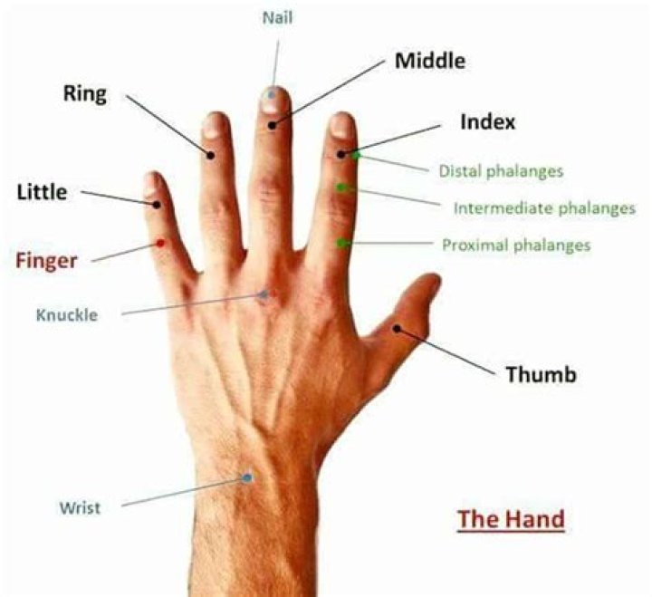 Is Tikal related to Knuckles?