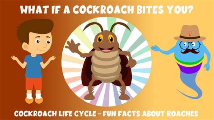 Should you smash a cockroach?