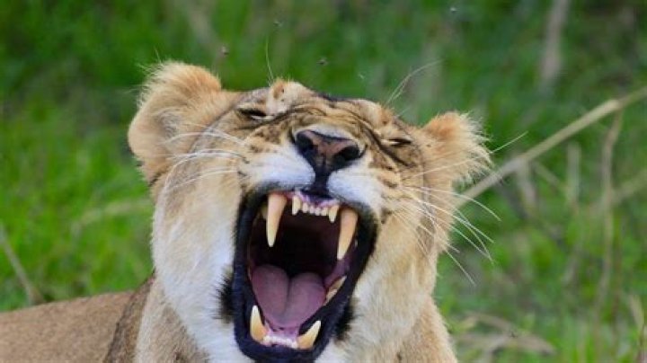 What animal has 42 teeth?