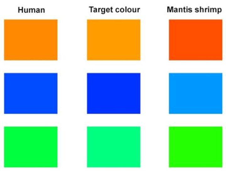 What animal sees the most colors?
