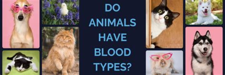 What animals have blood types?