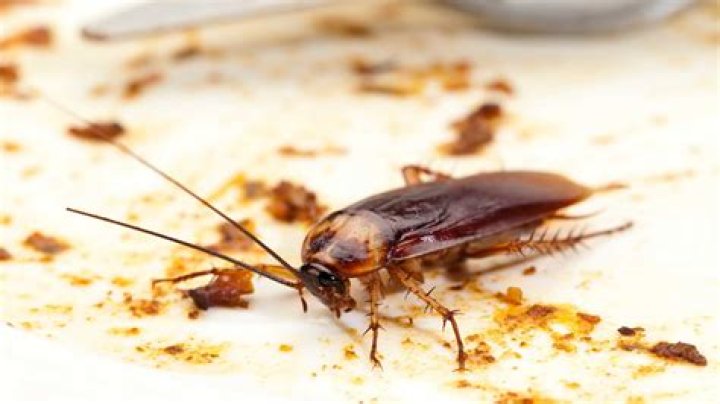 What are cockroaches attracted to?