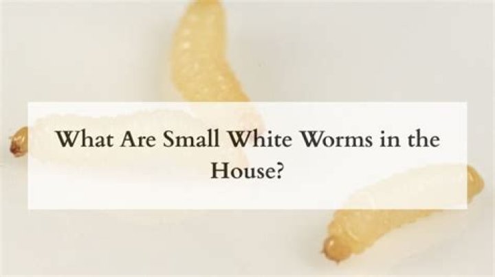 What are little white worms in my house?