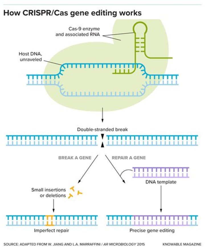 What are the 3 main things you can do with CRISPR?