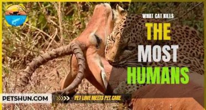 What cat kills the most humans?