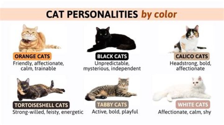 What color do cats prefer?