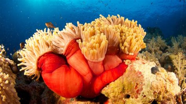 What do anemones symbolize?