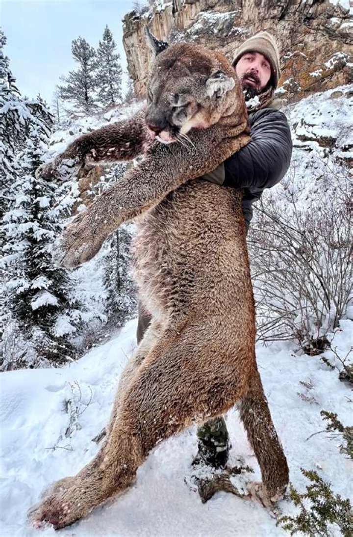What do hunters do with mountain lions?