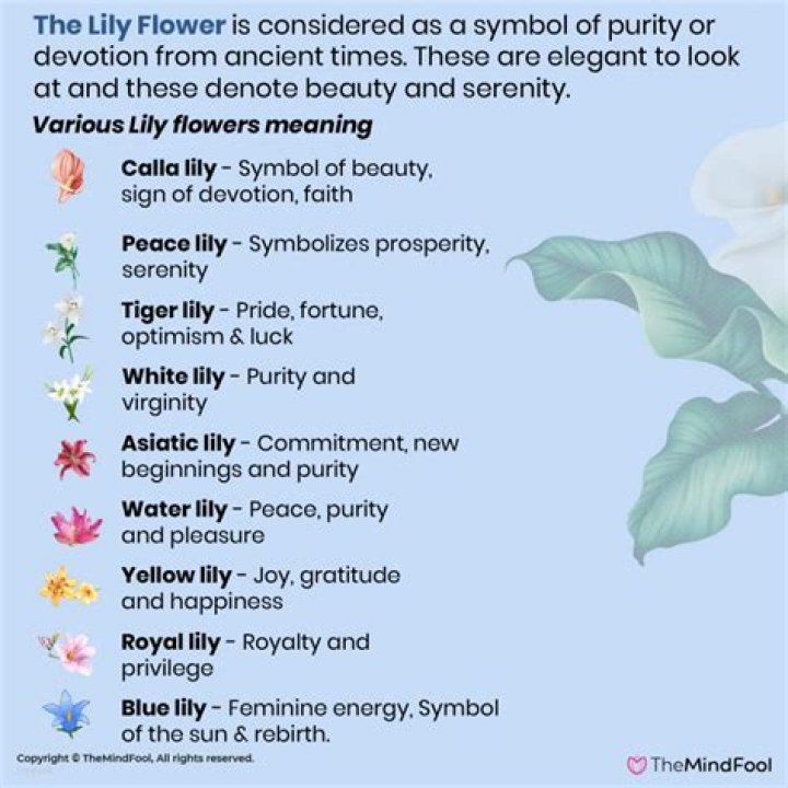 What do lilies symbolize?