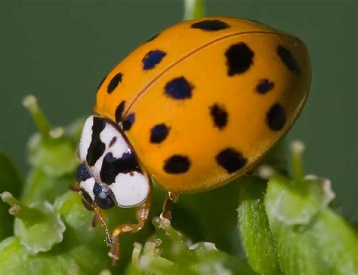 What do yellow ladybugs mean?