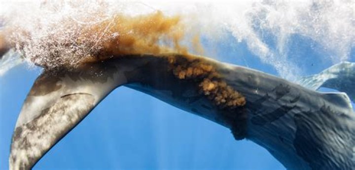 What does blue whale poop look like?
