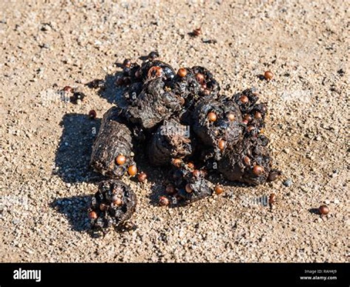 What does coyote poop look like?
