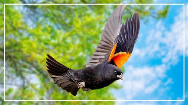What does it mean when a black bird lands near you?