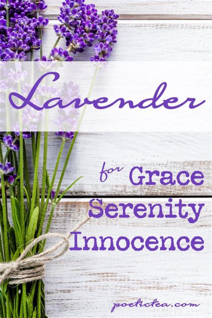 What does lavender symbolize?