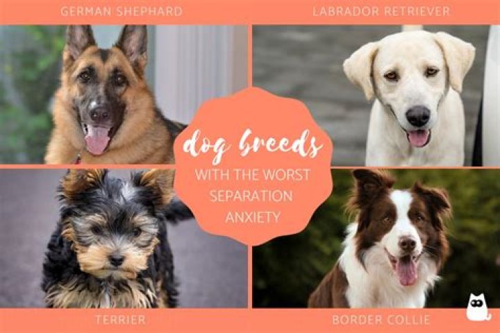 What dog breeds have separation anxiety?