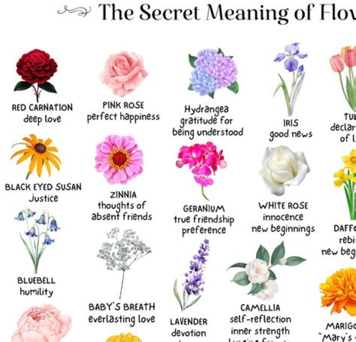What flower means regret?