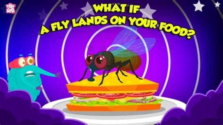What happens if a fly lands on you?