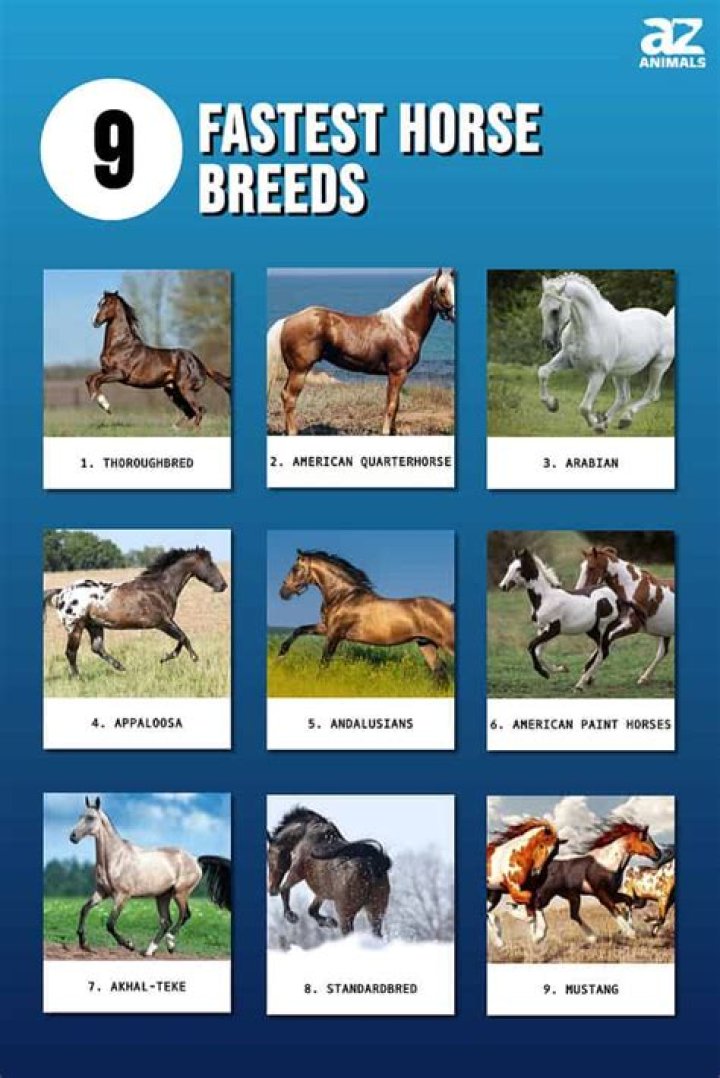 What horse breed is the fastest?