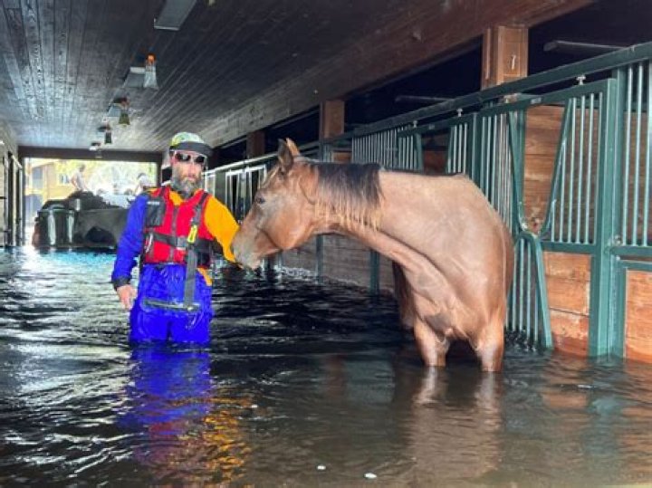 What horse saves Aragorn?