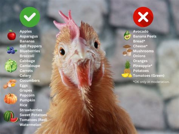 What illnesses do chickens get?