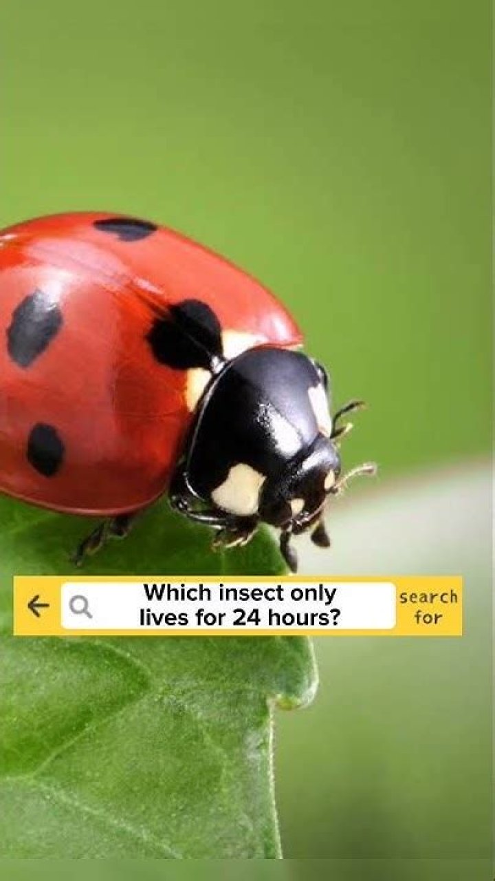 What insect only lives 24 hours?