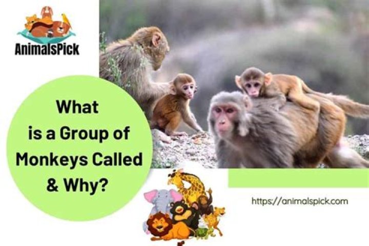 What is a group of monkeys called?