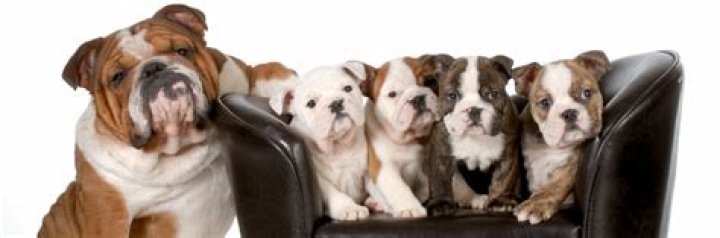 What is the cleanest pet?