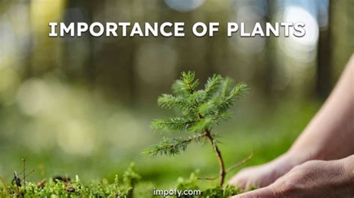 What is the importance of green?