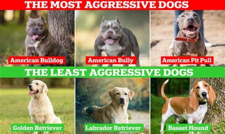 What is the least aggressive type of dog?