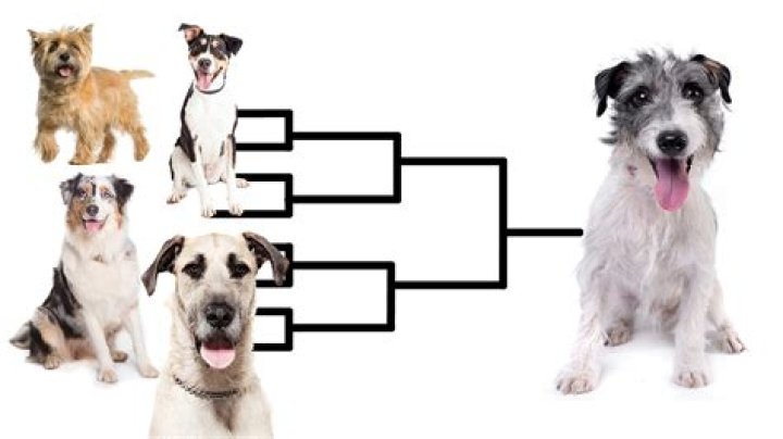 What is the least inbred dog?