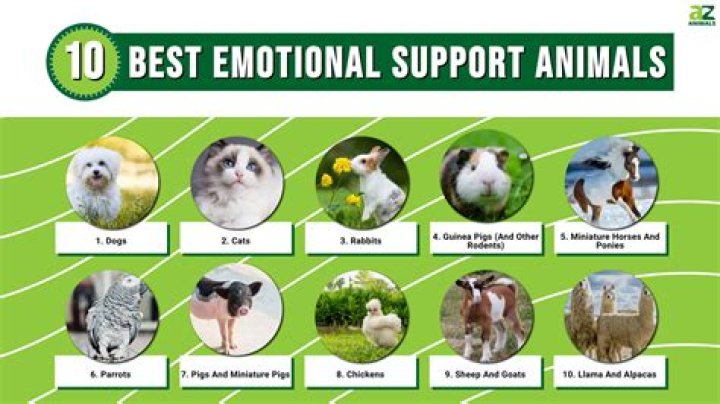 What is the most emotional dog?