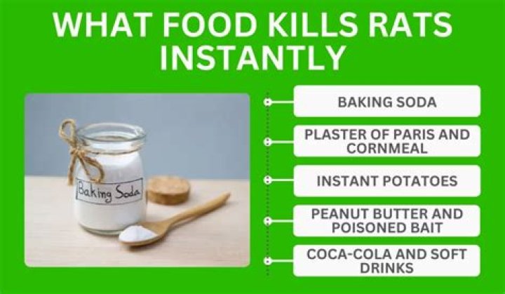 What kills rats instantly outside?