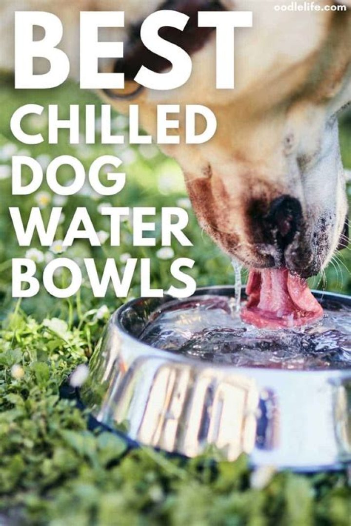 What kind of water is best for dogs?