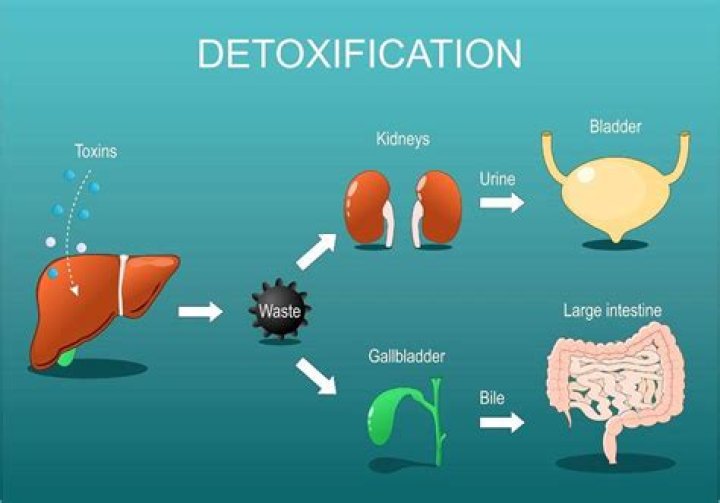 What removes toxins from the liver?