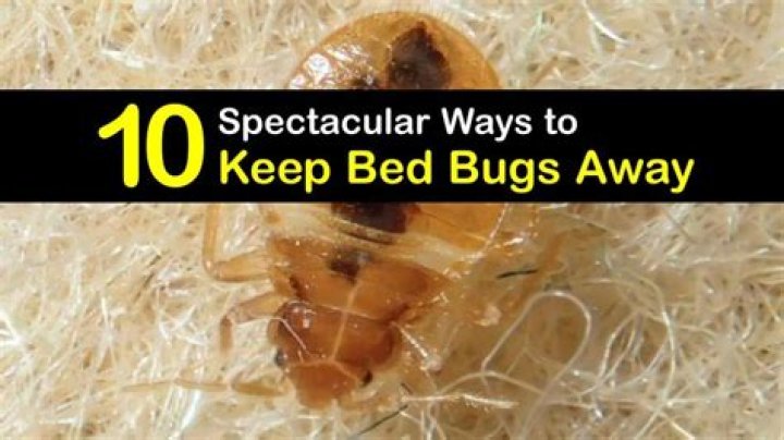 What smells keep bed bugs away?