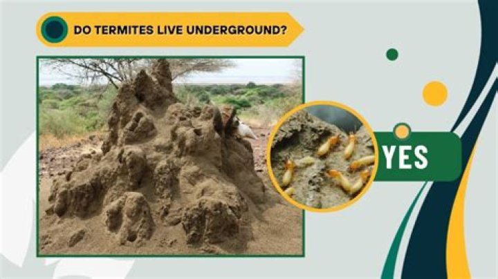 Where do termites live in house?