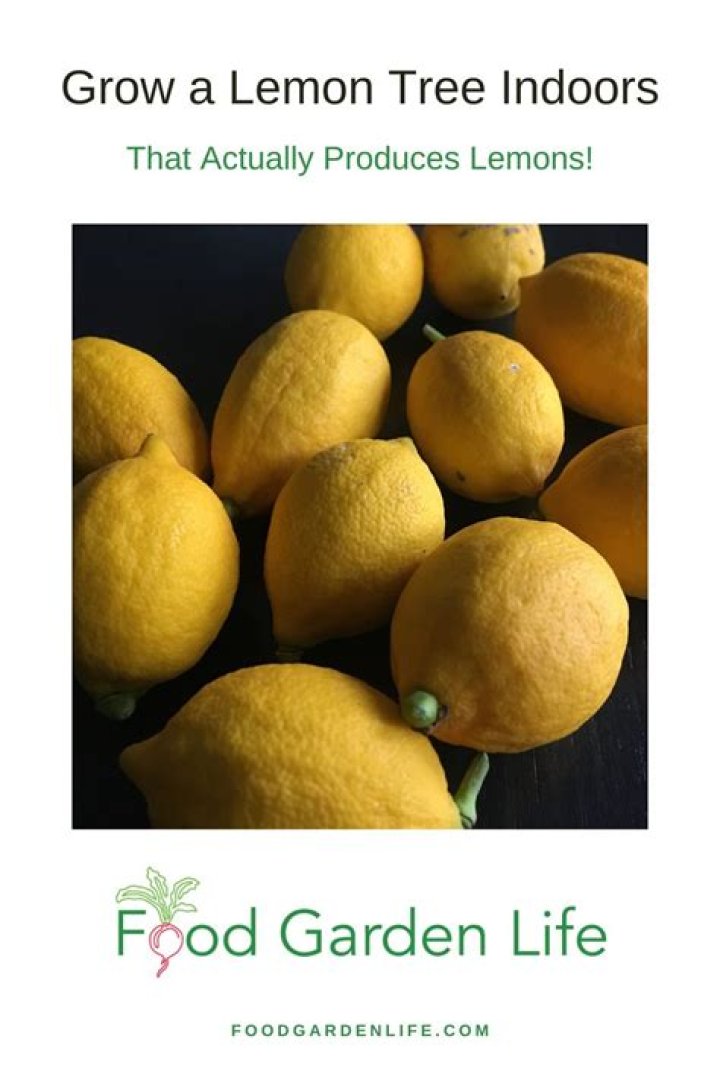 Where does the phrase a lemon come from?