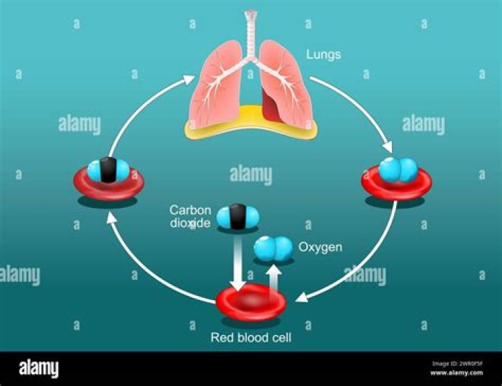 Which body system allows oxygen to enter the bloodstream and get rid of the carbon dioxide and release it to the environment?