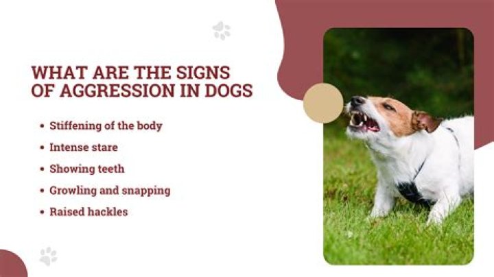 Which of the following is seen in dogs with fear aggression?