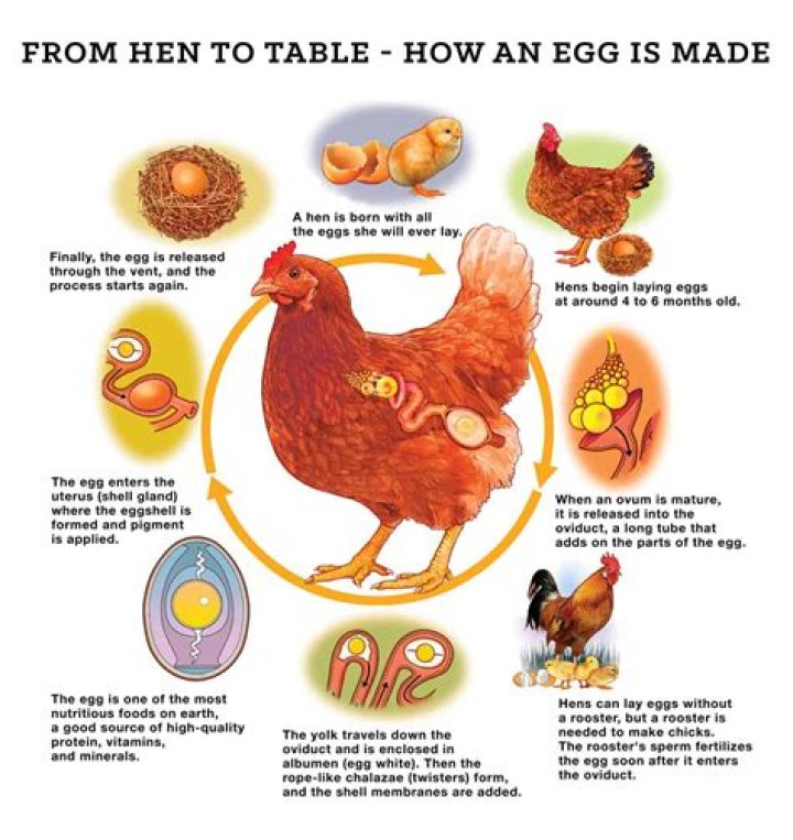 Who is not a chicken in Agile?